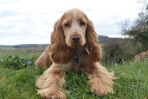 Pumpkin on the bank